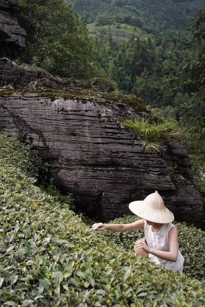 Récolte manuelle de thé vert dans les montagnes du Sichuan, au pied de roches millénaires stratifiées.