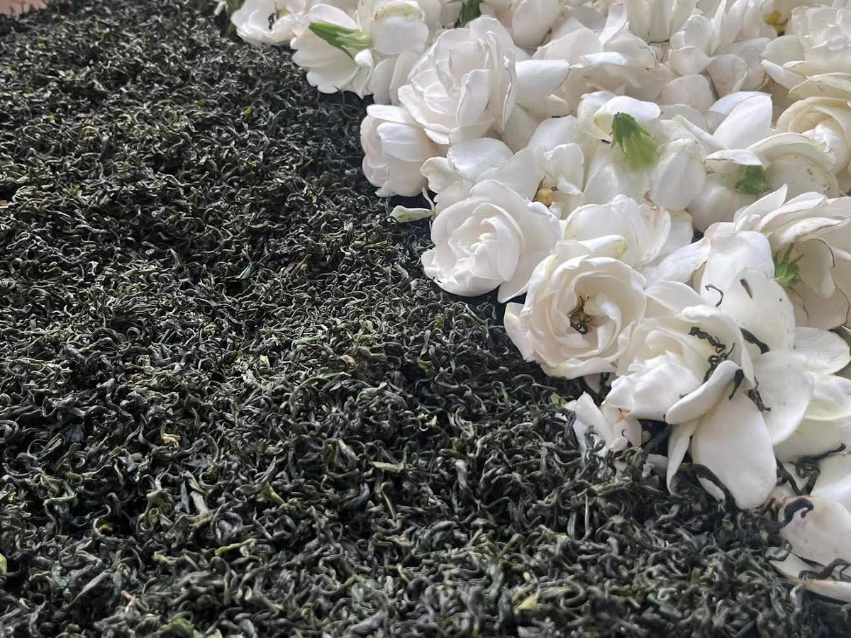 Fleur de gardénia fraîche posée sur les feuilles de thé noir Jardin de Gardénia