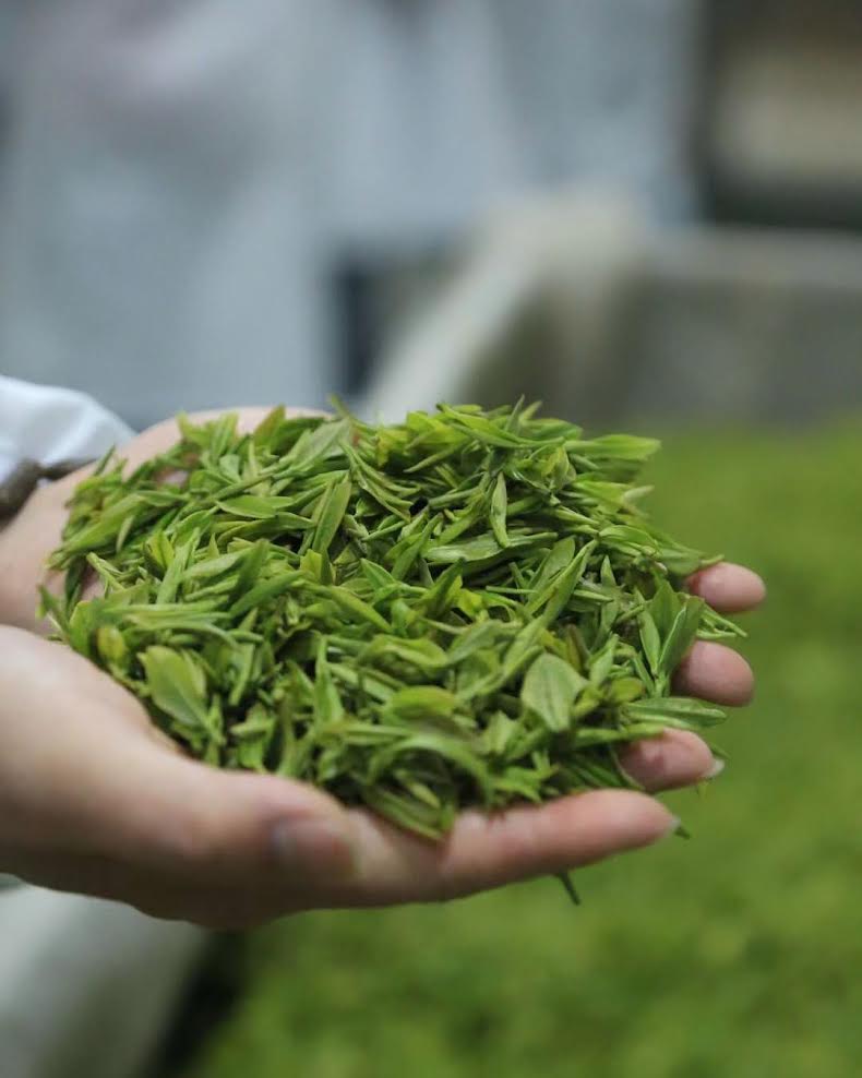 Feuilles de thé vert fraîches récoltées dans les hautes montagnes du Sichuan