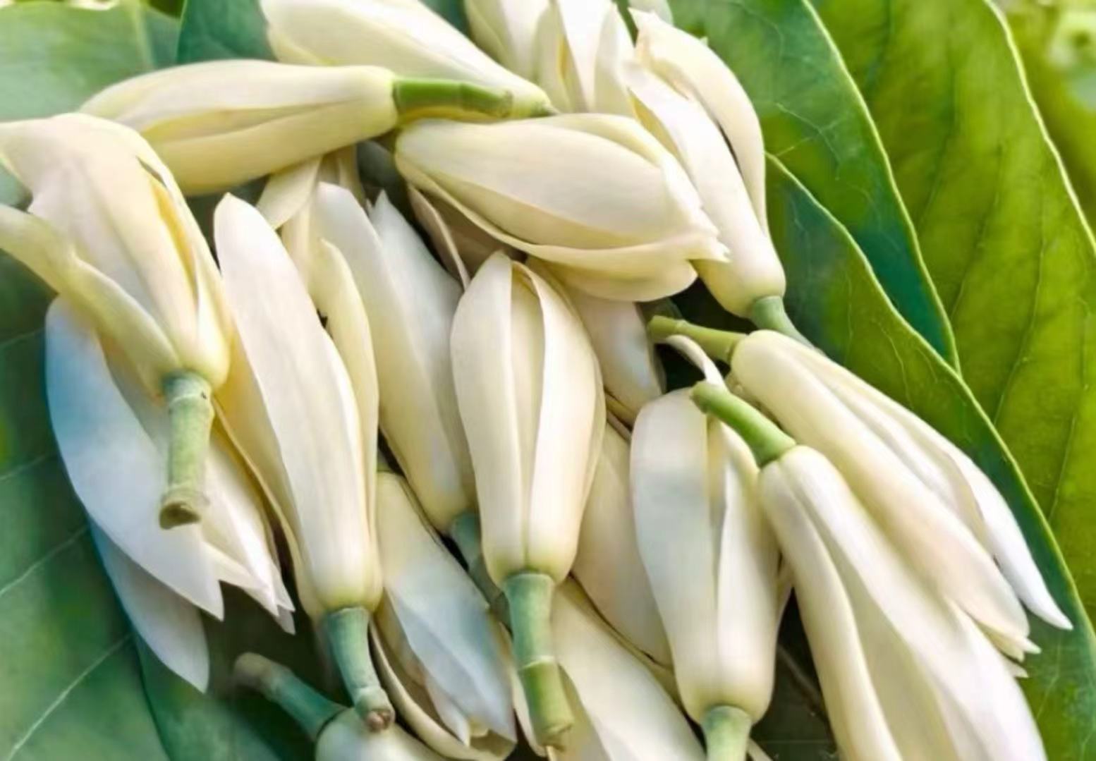 Brume de Michélia — Thé Vert 100g — Thé vert Fraîcheur végétale, notes de fleur d'oranger. Léger et éveillant.