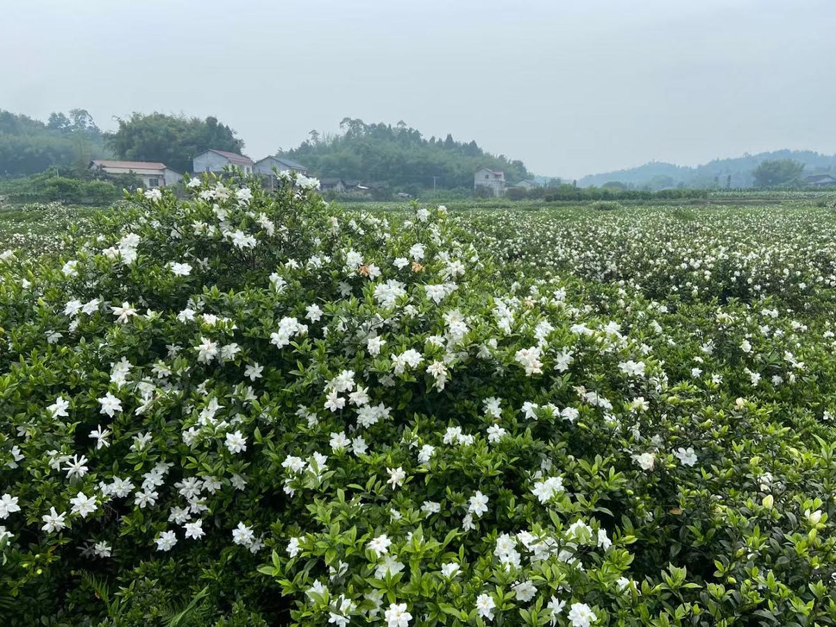 Fleurs de gardénia fraîches utilisées pour l'imprégnation nocturne du thé vert Jardin de Gardénia