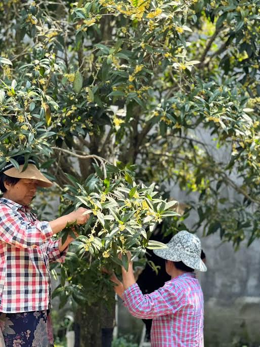 Fleurs d'osmanthus fraîches utilisées pour l'imprégnation nocturne du thé Mélodie d'Osmanthus