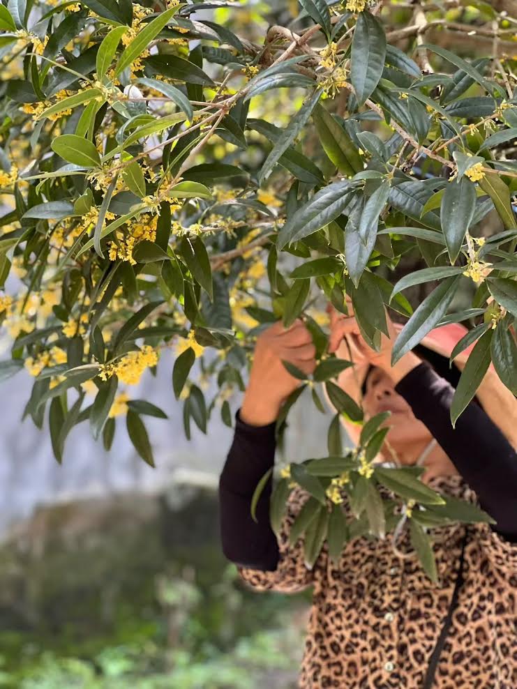 Mélodie d'Osmanthus — Thé Noir  100g — Une douceur naturelle, abricot confit et miel.