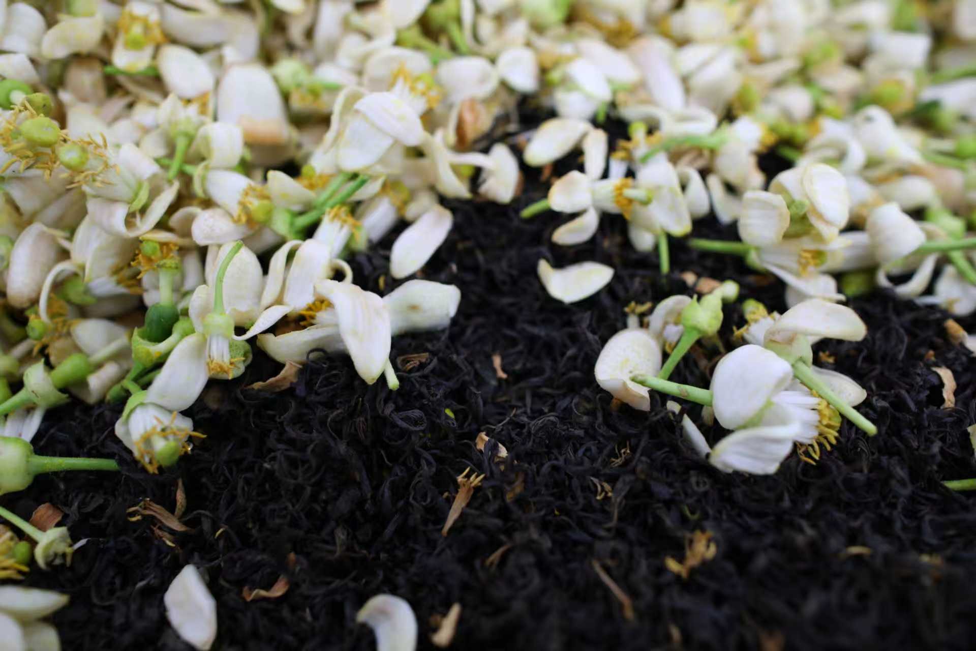 Éclair du Pomelo  — Thé Noir  100g — La puissance rafraîchissante et fruitée du pomelo frais. Un thé vif et éclatant.