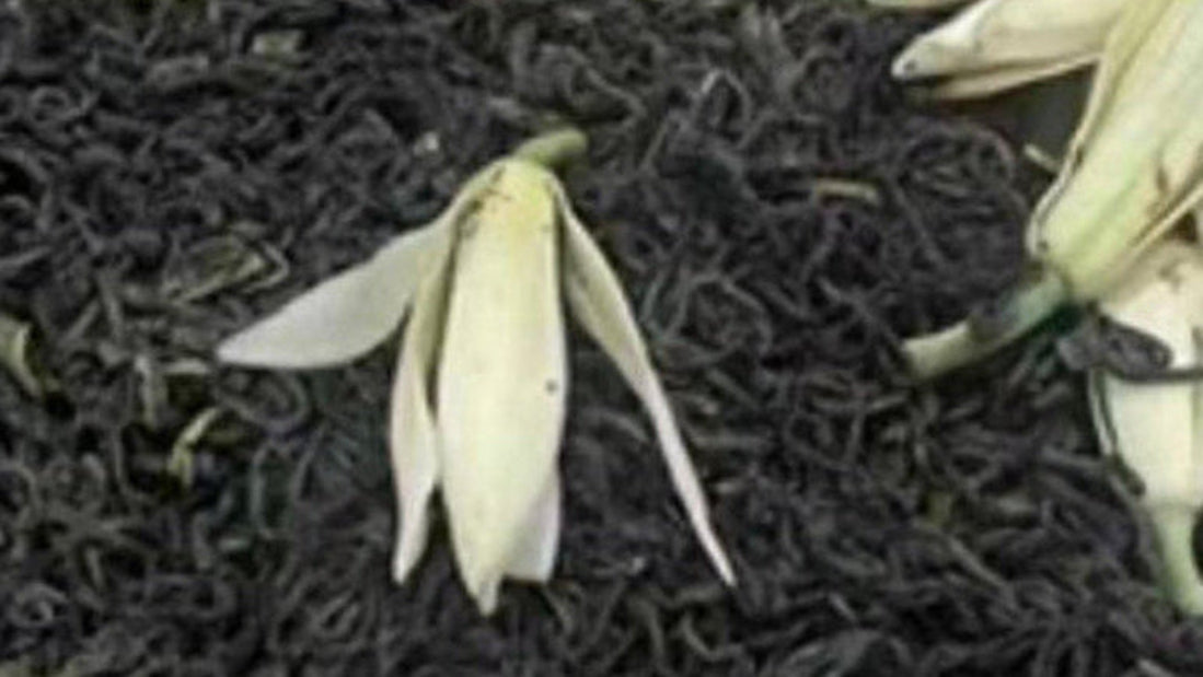 Feuilles de thé vert Brume de Michélia parfumées aux fleurs de michelia fraîches