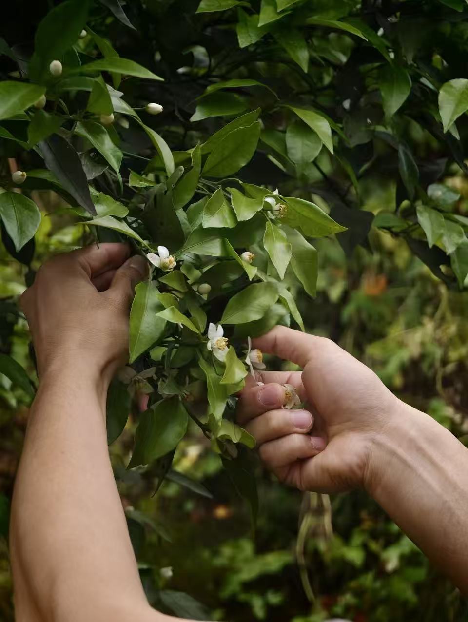 Feuilles de thé noir Éclair du Pomelo parfumées à la fleur de pomelo
