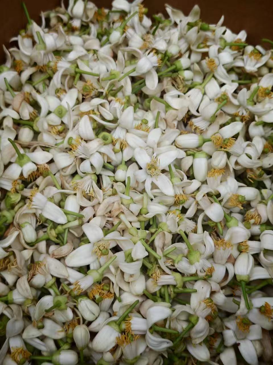 Fleur de pomelo fraîche posée sur les feuilles de thé noir Éclair du Pomelo