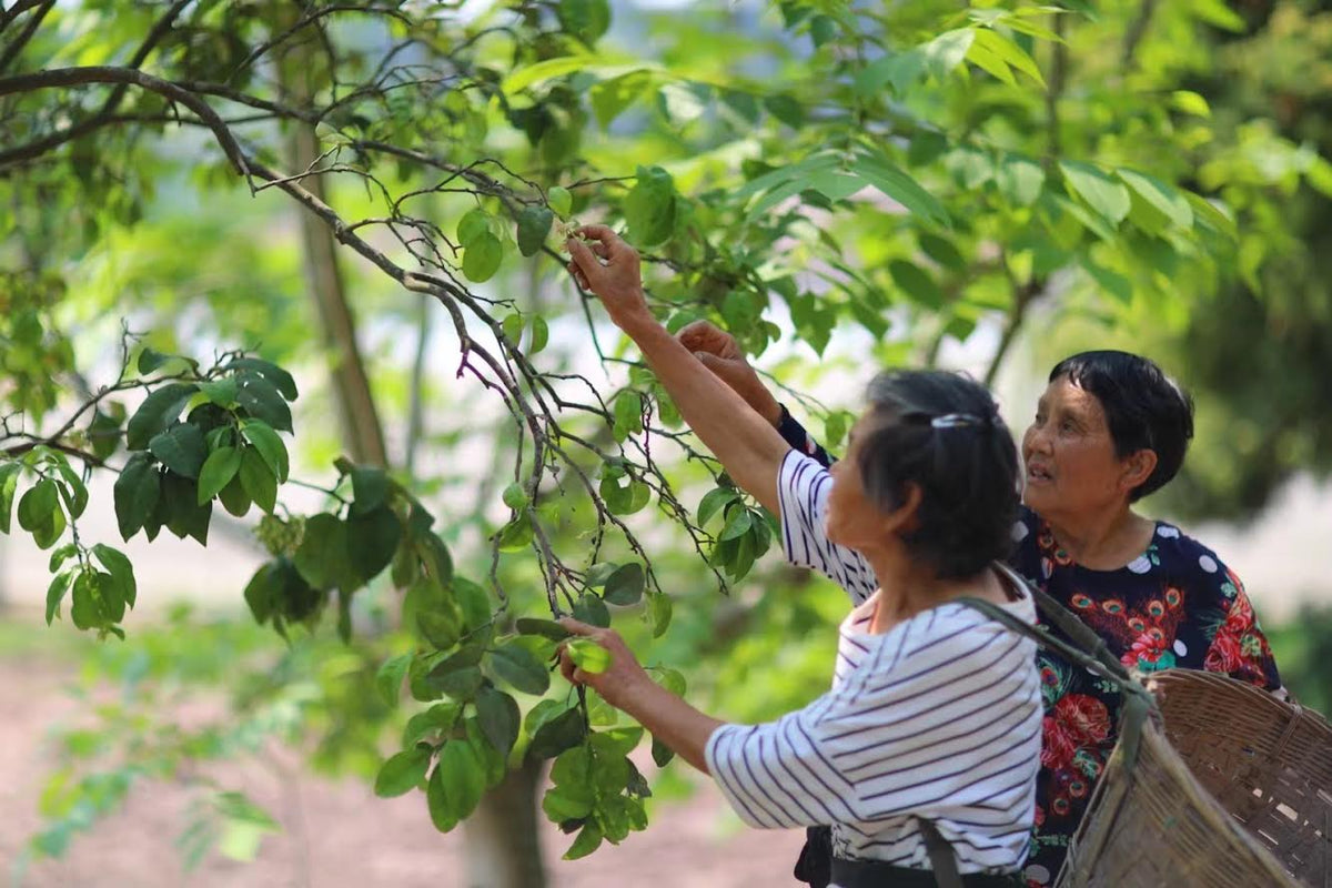 Arbre d'osmanthus dans les montagnes du Sichuan
