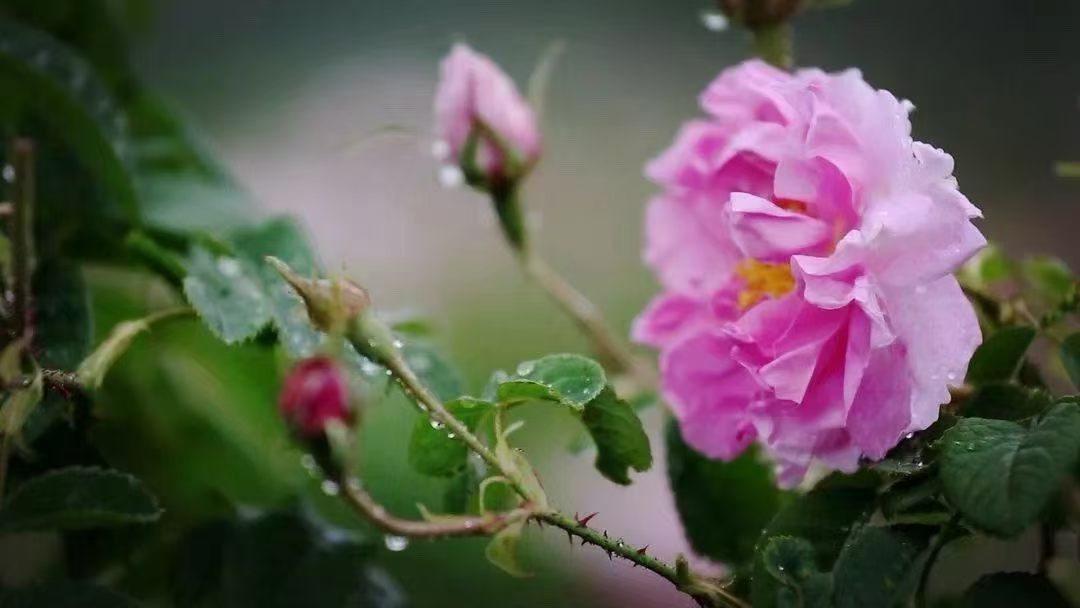 Feuilles de thé noir Reine des Roses avec pétales de rose