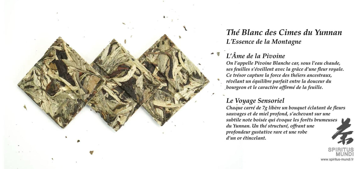 Brique de thé blanc Souffle Blanc prête à infuser