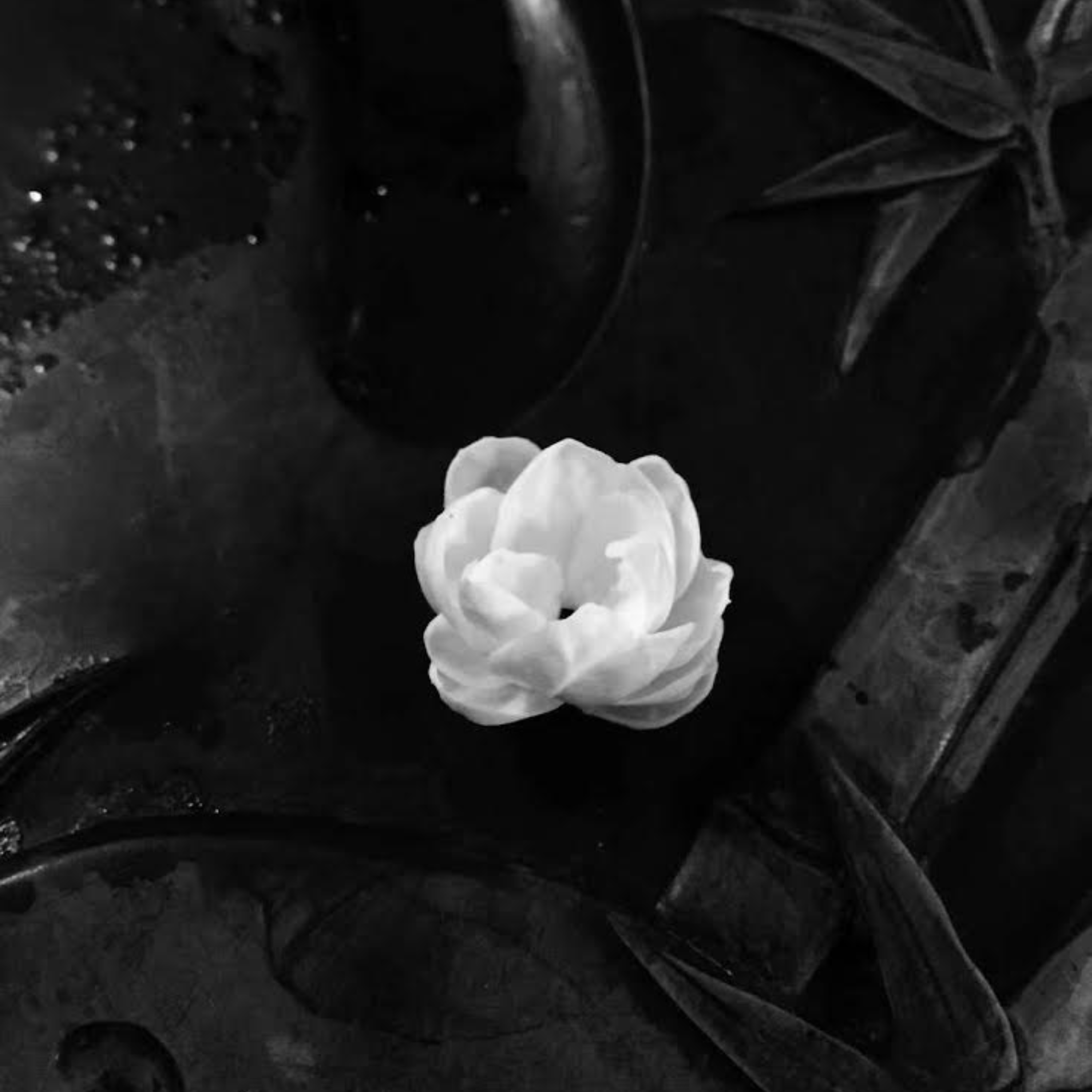 Jardin de Gardénia Thé Noir  —   100g — La richesse suave du Gardénia associée à la rondeur du thé noir. Un délice gourmand.