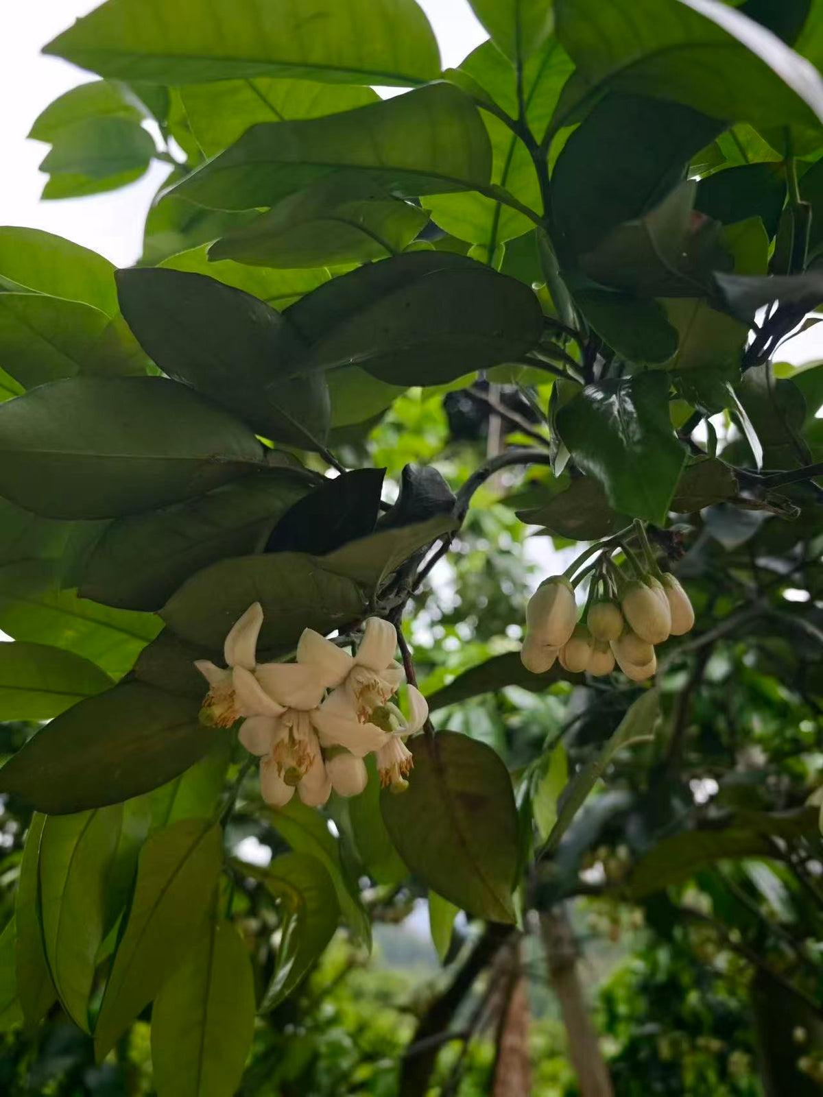 Thé noir de haute montagne Éclair du Pomelo, feuilles et fleurs