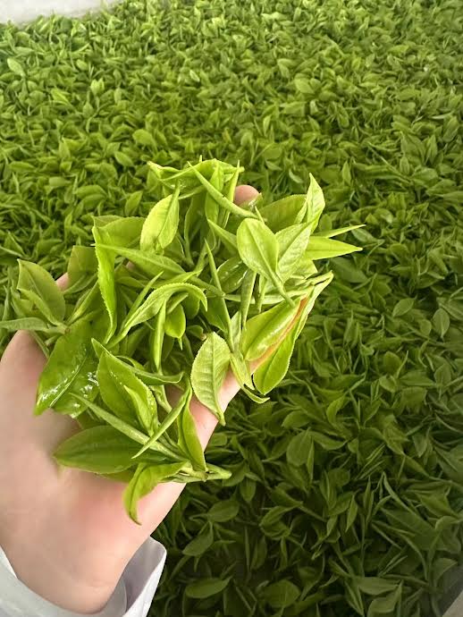 Sachet de thé vert pur du Sichuan infusé en tasse