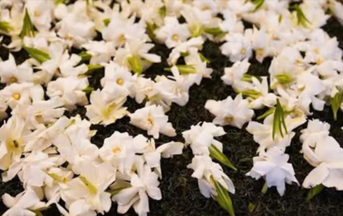 Jardin de Gardénia — Thé Vert   100g —  La douceur florale, subtile et enveloppante du Gardénia.