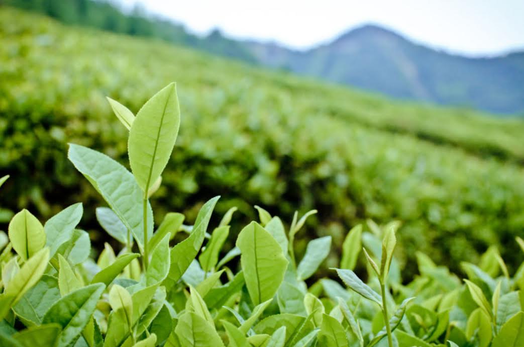Détail des feuilles de thé vert pur de haute montagne