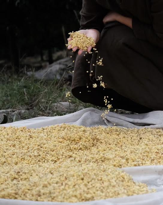 Fleur d'osmanthus fraîche posée sur les feuilles de thé noir