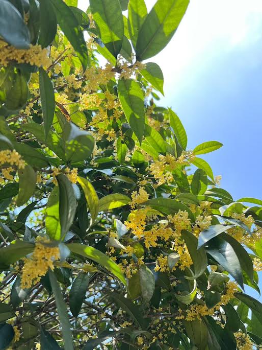 Sachet de thé Mélodie d'Osmanthus infusé en tasse