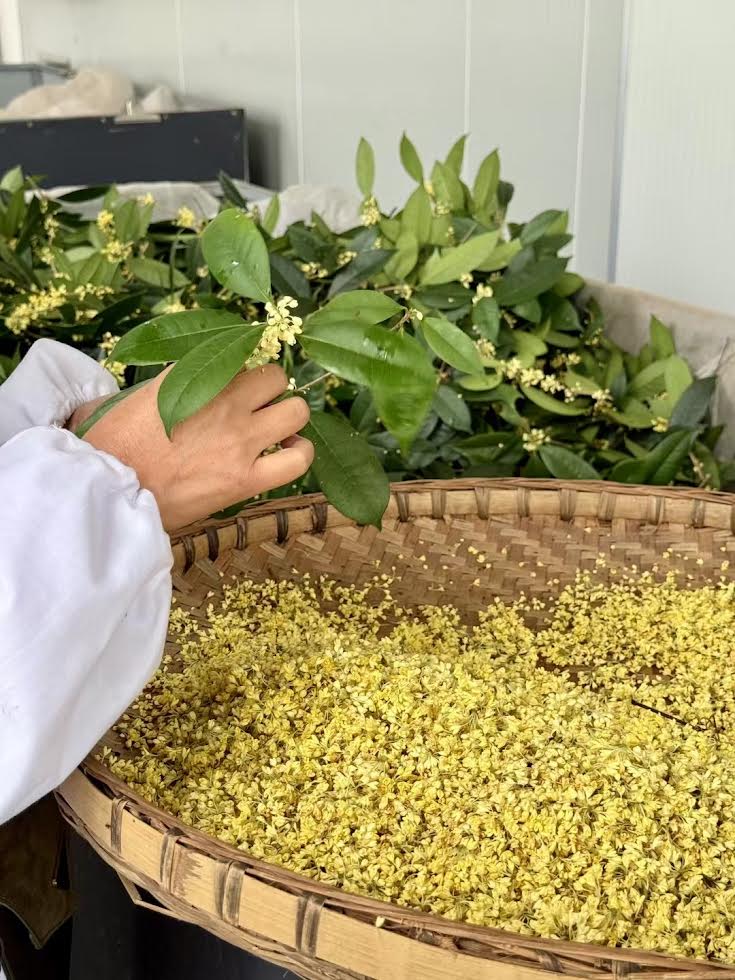 Détail des fleurs d'osmanthus fraîches sur les feuilles de thé noir