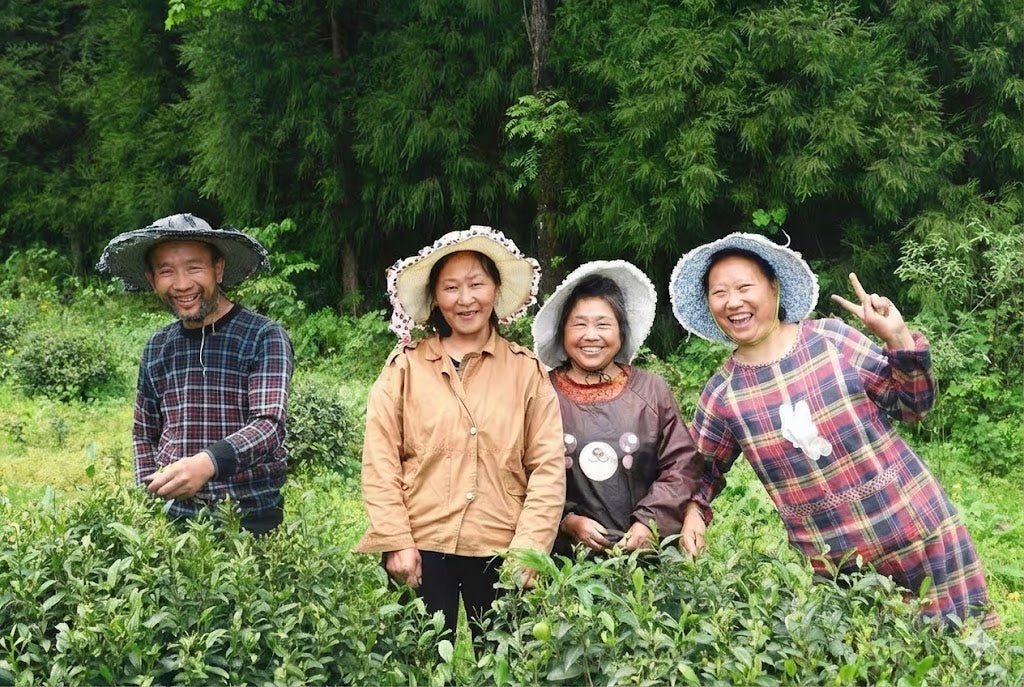 Infusion de thé vert pur du Sichuan en tasse